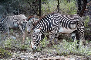 Grevy: Grevy's Zebra (Equus grevyi), Samburu National