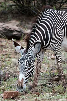 Grevy: Grevy's Zebra (Equus grevyi), Samburu National