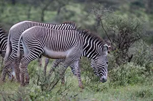 Grevy: Grevy's Zebra (Equus grevyi), Samburu National