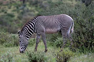 Grevy: Grevy's Zebra (Equus grevyi), Samburu National