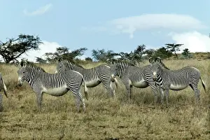 Grevy: Grevy's Zebra - group