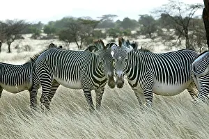 Grevy: Grevy's Zebra - group