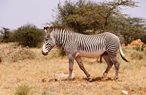 Grevys: GREVY'S ZEBRA - male
