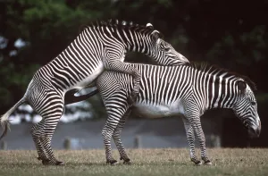 Penis: GREVY'S ZEBRA - mating