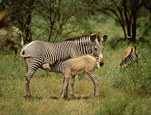 Grevy: GREVY'S ZEBRA - mother and foal