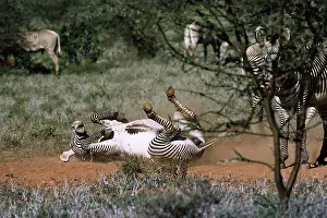 Rolling: Grevy's ZEBRA - rolling in dirt / dust bathing