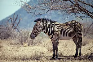 Grevy: Grevy's zebra - sheltering in shade of tree