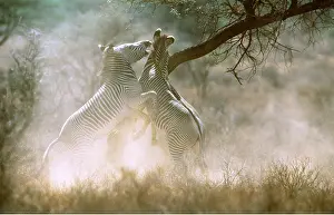 Rearing: GREVY'S ZEBRA - stallions fighting