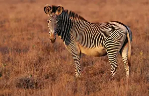 Grevy: GREVY'S ZEBRA - standing, side on
