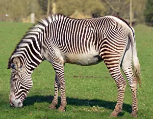 Classic: Grevy's Zebra at Whipsnade Zoo, a classic zoo