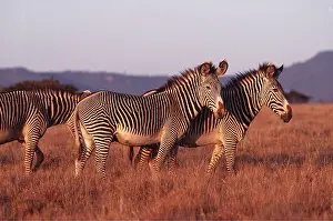 Grevys: GREVY'S ZEBRA - x three