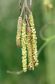 Alnus: Grey Alder - This tree is seldom seen in gardens