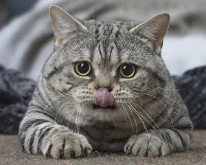 Lips: Grey American Shorthair cat indoors