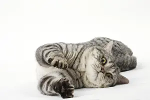 Creepy: Grey American Shorthair cat in the studio