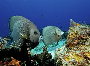 Angelfishes: Grey Angelfish