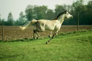 Dappled: GREY ARAB HORSE - mare galloping