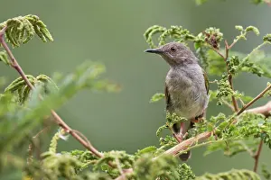 Brachyura: Grey-backed Camaroptera