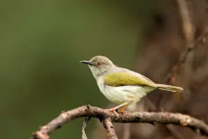 Bleating: Grey Backed Camaroptera / Bleating Warbler