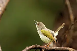 Bleating: Grey Backed Camaroptera / Bleating Warbler - Singing