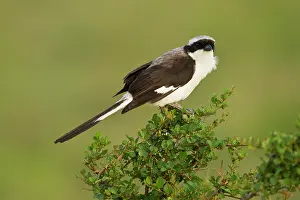 Lanius: Grey-backed Fiscal