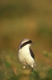 Pick: Grey-Backed Fiscal Shrike - On the ground to pick