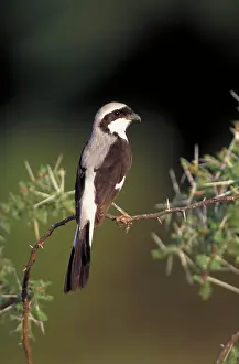 Fiscal: Grey-Backed Fiscal Shrike - Perched in acacia bush