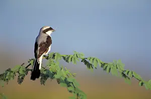 Fiscal: Grey-Backed Fiscal Shrike - Perched in holding nest material