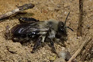 Mining: Grey-backed Mining-bee (Andrena vaga)