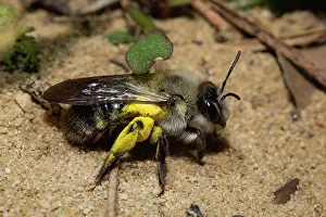 Mining: Grey-backed Mining-bee (Andrena vaga)