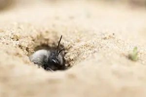 Mining: Grey-backed Mining-bee (Andrena vaga) leaving n