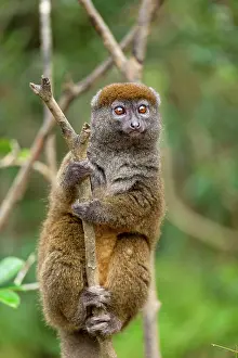 Malagasy: Grey Bamboo Lemur - Vakona Forest Lodge, Andasibe, Madagasca