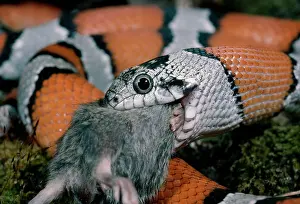 Kingsnake: Grey-Banded King SNAKE - close-up, eating mouse