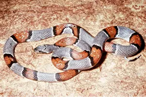 Stripes: GREY-BANDED KINGSNAKE