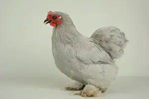 Bantam: Grey Bantam de Pekin Hen on white background
