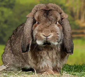 Belier: Grey Belier Rabbit