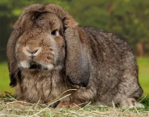 Belier: Grey Belier Rabbit
