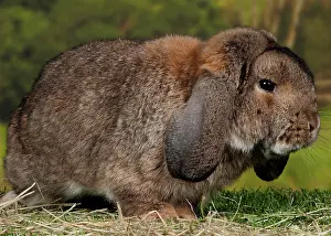 Belier: Grey Belier Rabbit