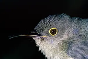 Eric Lindgren: Grey-bellied Longbill / Dwarf Longbill