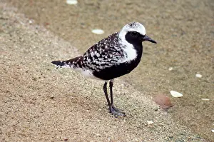 Squatarola: Grey / Black-bellied Plover