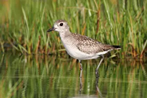 Squatarola: Grey / Black-bellied Plover