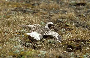 Feigning: Grey / Black-bellied Plover - feigning injury