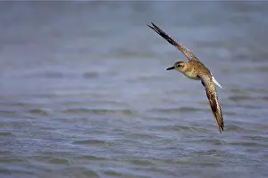 Squatarola: Grey / Black-bellied Plover - in flight