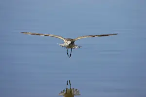 Squatarola: Grey / Black-bellied Plover - in flight