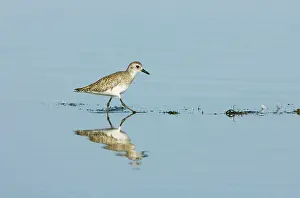 Squatarola: Grey / Black-bellied Plover - Non Breeding - Wading