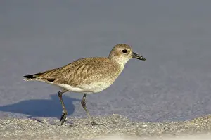 Squatarola: Grey / Black-bellied Plover - running along edge of lagoon