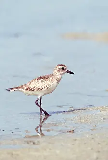 Plovers: Grey / Black-bellied Plover - On shore, winter