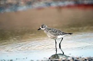 Plovers: Grey / Black-bellied Plover - wading