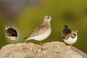 Squatarola: Grey / Black-bellied Plover - in winter plumage