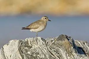 Squatarola: Grey / Black-bellied Plover - in winter plumage