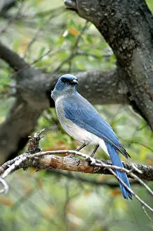 Aphelocoma: Grey-breasted Jay